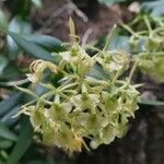 Epidendrum difforme ফুল