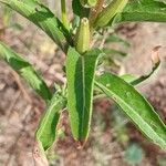 Oenothera biennis Blad