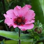 Potentilla nepalensis Flower