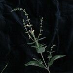 Salvia nubicola Yeri