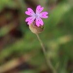 Petrorhagia dubia Flower