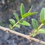 Coriaria myrtifolia Hoja