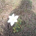 Zephyranthes drummondiiFloare