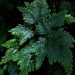 Selaginella flabellata 葉