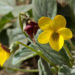 Viola purpurea Blomma