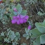 Leucophyllum frutescens Fleur