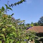 Salvia guaraniticaFlower