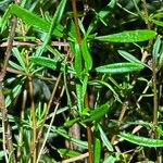 Hypericum densiflorum Blad