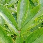 Paeonia lactiflora Folio