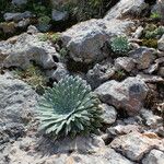 Saxifraga longifolia عادت