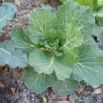 Brassica oleraceaЛист