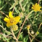 Aspilia mossambicensis Flower