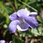 Viola canina Flower
