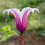 Clematis texensis Flower