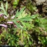 Leonurus sibiricus Leaf