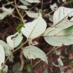 Diospyros onanae List