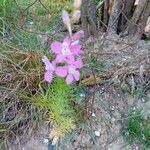 Delphinium ajacisBlomst