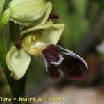 Ophrys omegaifera Flower