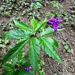 Cardamine glanduligera Fuelha