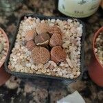 Lithops fulviceps Ліст