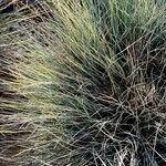 Festuca glauca Habitat