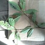 Tovomita longifolia Leaf