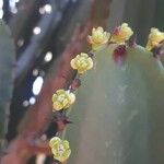 Euphorbia ingens Blüte
