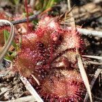 Drosera brevifolia Ліст