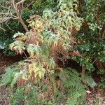 Gonospermum canariense