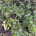 Nothofagus solandri Folha
