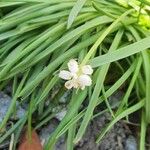 Muscari aucheri Flor