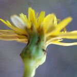 Reichardia intermedia Flower