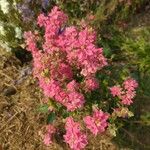 Chaenomeles japonica Flower