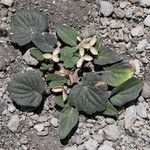 Viola purpurea 整株植物