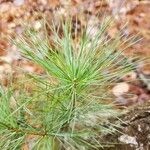 Pinus strobus Folha