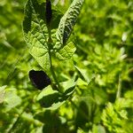 Aristolochia rotunda পাতা