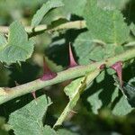 Rosa villosa Bark