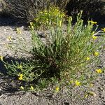 Gutierrezia mandonii Habit