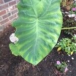 Colocasia esculentaBlad