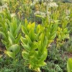 Veratrum californicum Leaf