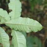 Ardisia guianensis Leaf
