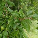 Prunus japonica 葉