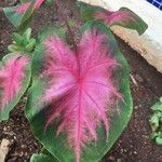 Caladium bicolor Leaf