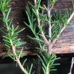 Erica cinerea Hoja