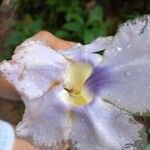 Thunbergia laurifolia Květ