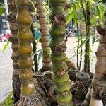 Bambusa tuldoides Blatt