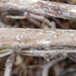 Rhododendron forrestii Bark