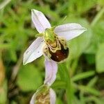 Ophrys apiferaFlower