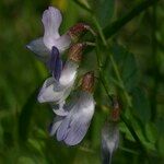 Vicia sylvatica Fleur