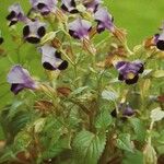 Torenia fournieri Floro